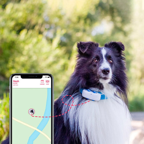 Tractive GPS Dog LTE - GPS & Bluetooth Tracker for Dogs - White